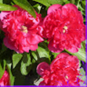 Meet your Posher, Gail